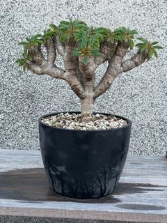 （分類：）位於 。 由 halobye 提交（商品編號 1243485643，圖片 1）。簡介： 。