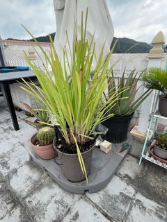 （分類：）位於 。 由 babapabach 提交（商品編號 1243313465，圖片 1）。簡介： 。