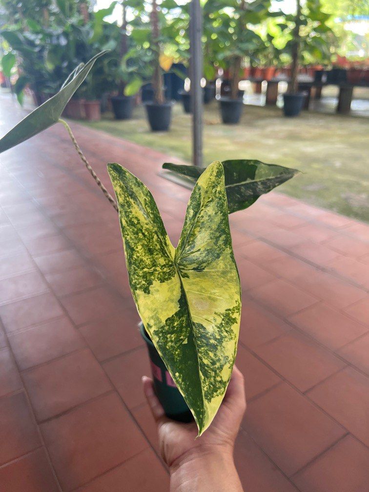 Alocasia zebrina variegated, Furniture & Home Living, Gardening, Plants