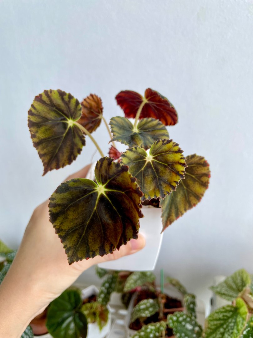Begonia Mazae Nigricans, Furniture & Home Living, Gardening, Plants