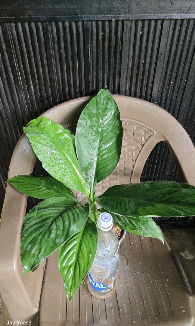 Giant Sensation, Furniture & Home Living, Gardening, Plants & Seeds on