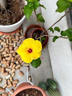 (Category: ) located in . Submitted by alimerchant0 (Listing ID 1243392328, Image 1). Description: .