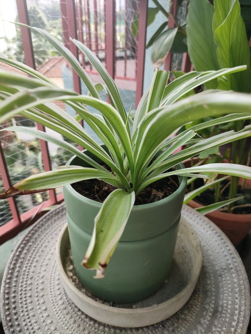 IKEA Plants, Furniture & Home Living, Gardening, Plants & Seeds on