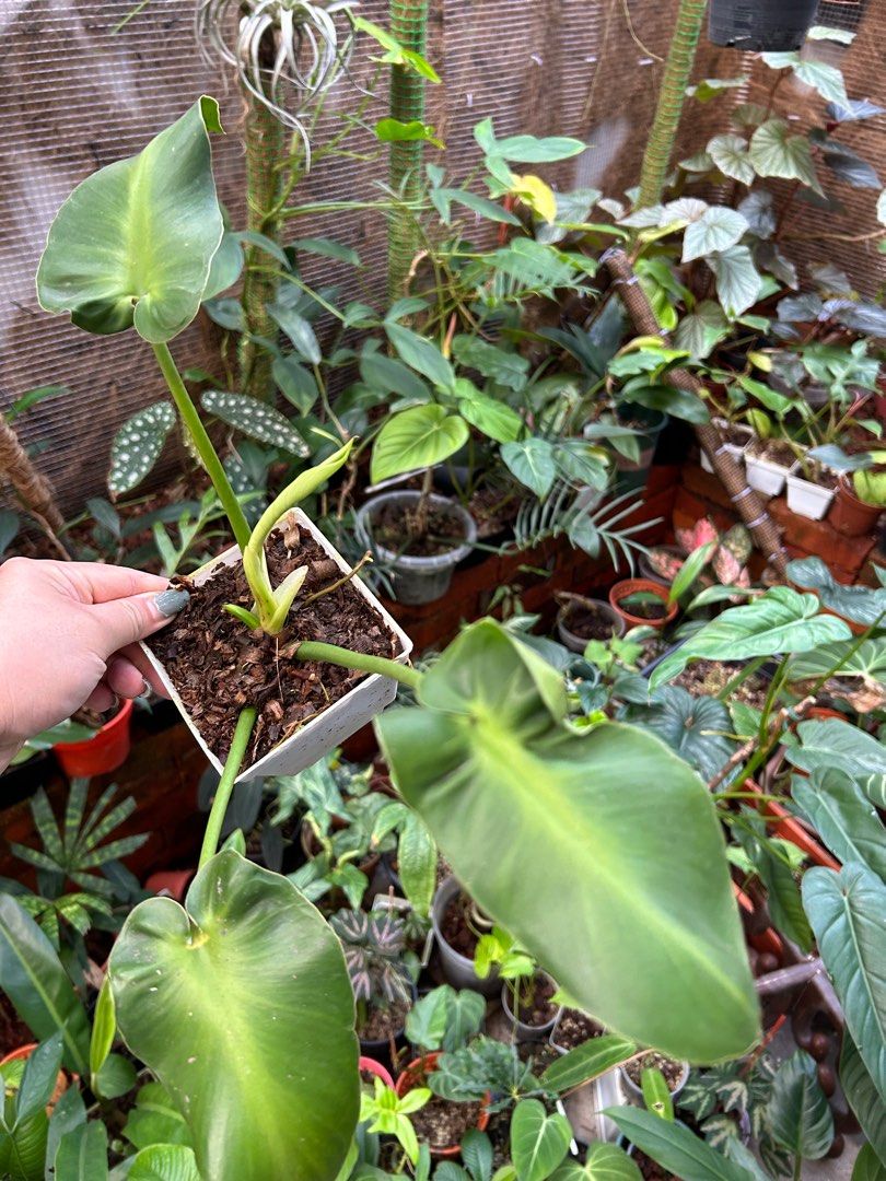 philodendron rugosum aberrant form aka pig skin (rare plant), Furniture