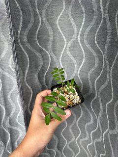(Category: ) located in . Submitted by orchids_galore (Listing ID 1243398362, Image 1). Description: .