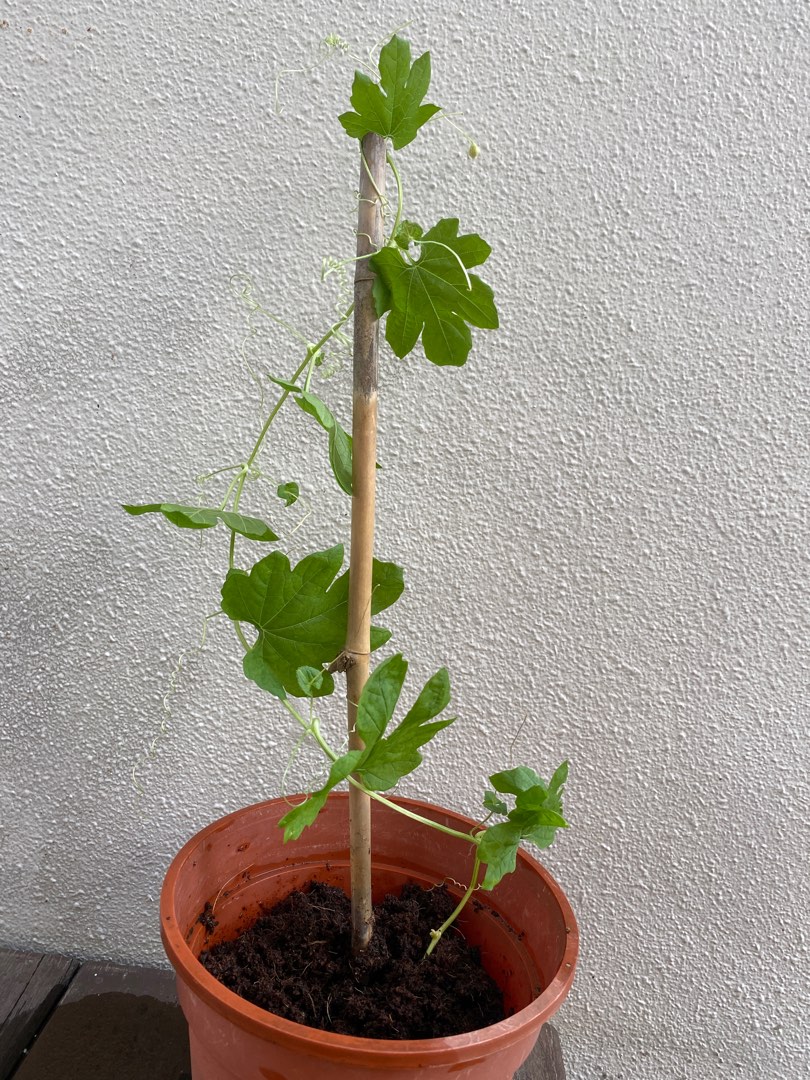 White Bitter Gourd Seedling, Furniture & Home Living, Gardening, Plants