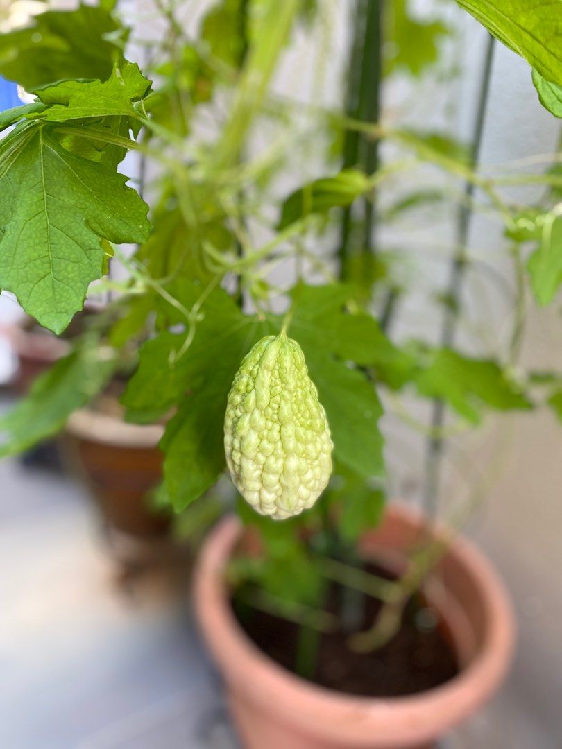 White Bitter Gourd Seedling, Furniture & Home Living, Gardening, Plants