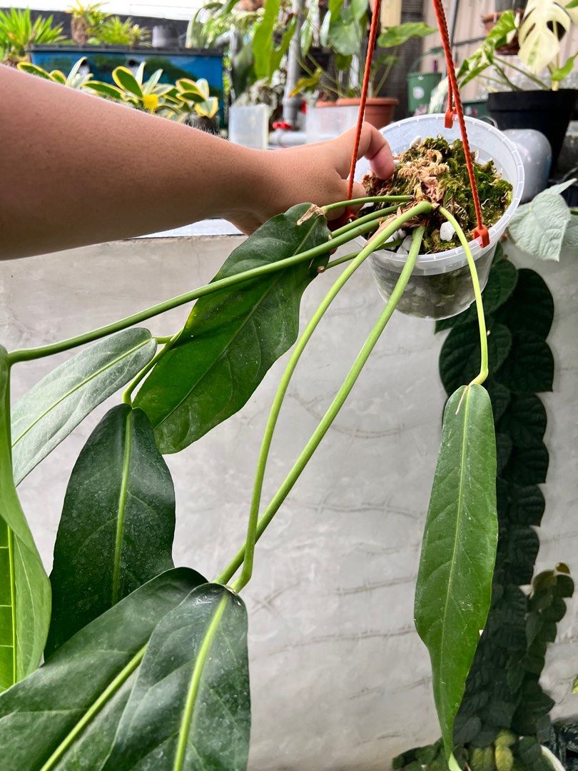 bonsai laden essen Bonsai-Erde kaufen? ✓ Schnell versandt – Sybotanica