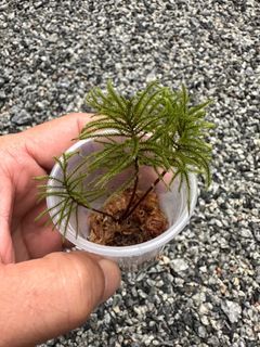 Climaciun japonicum (Tree Moss for Terrarium)