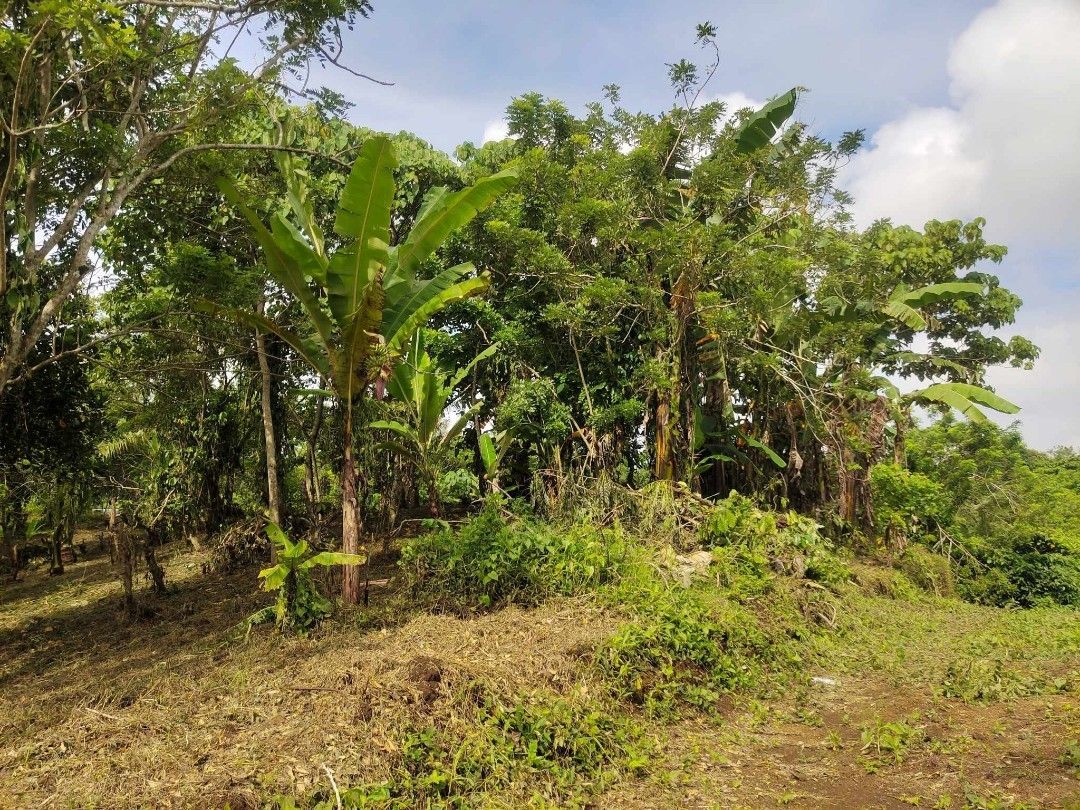 FARM LOT FOR SALE IN AMADEO CAVITE on Carousell