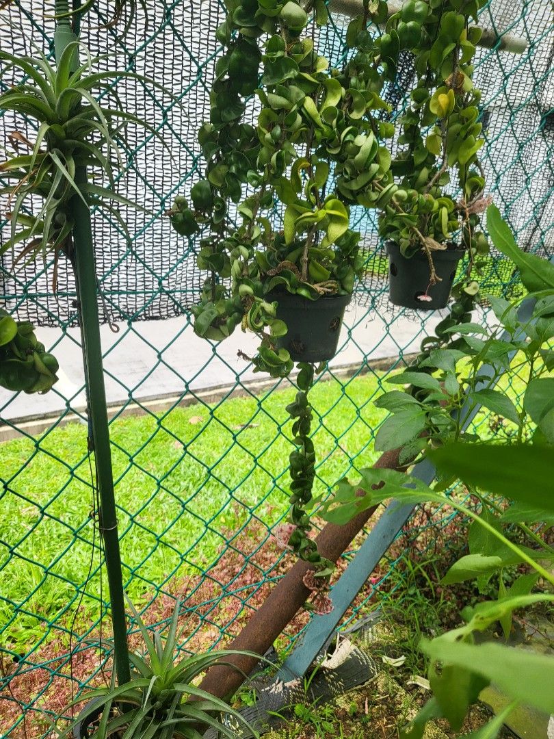 LAST ONE - Hoya Carnosa Compacta Plant with Pinkish White Flower Not in
