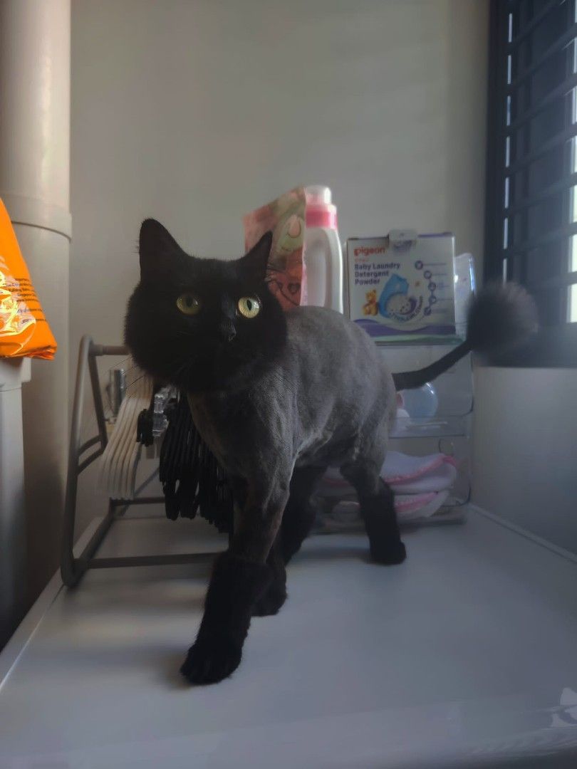 Mobile cat groomers in my area discount