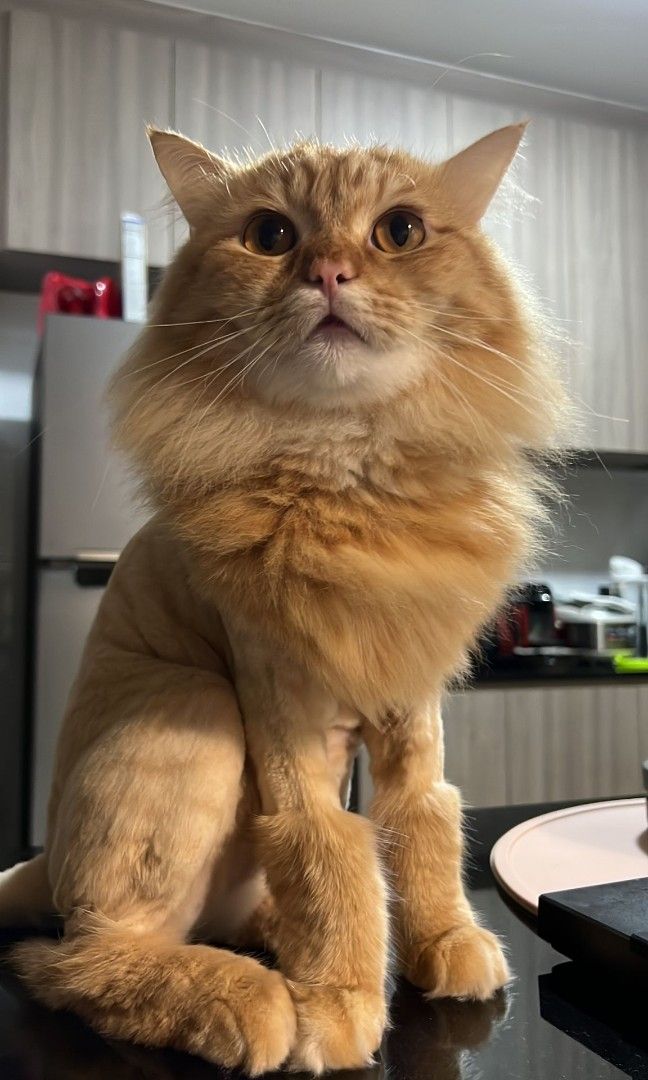 Traveling cat groomer top