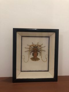 Taxidermy Japanese Lobster