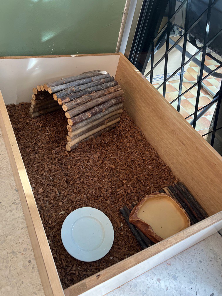 Tortoise Home accessories