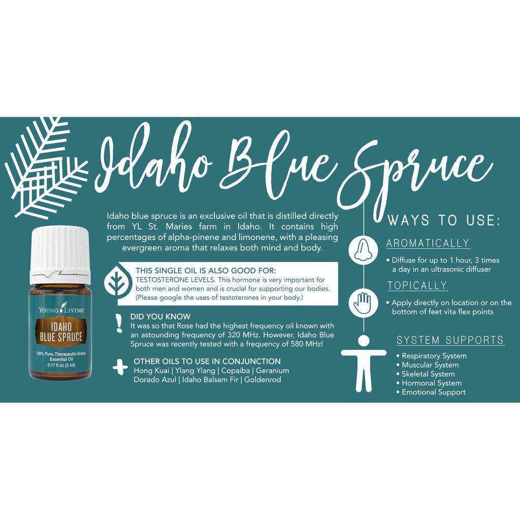 Idaho blue spruce shop essential oil