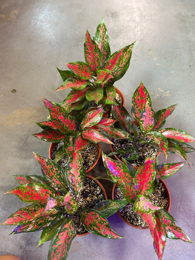 Aglaonema Red Dragon. $10 each, Furniture & Home Living, Gardening ...