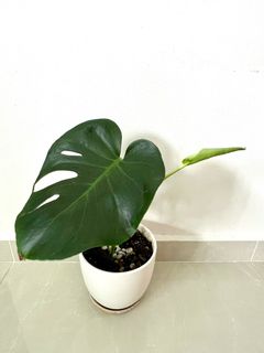 (Category: ) located in . Submitted by PlantsJoy (Listing ID 1243742386, Image 1). Description: .