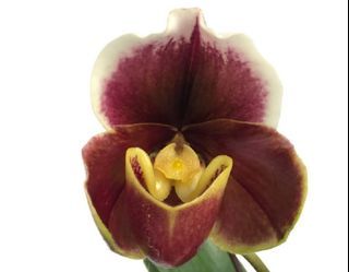 Paphiopedilum Bull Dog