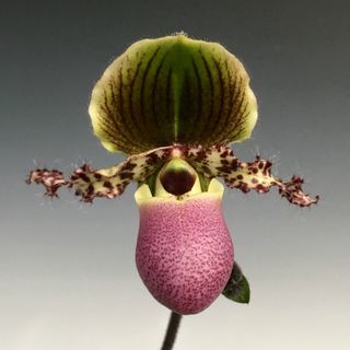 Paphiopedilum Glaucophyllum