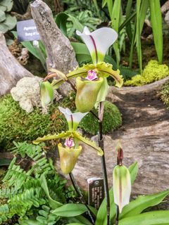 Paphiopedilum Spicerianum