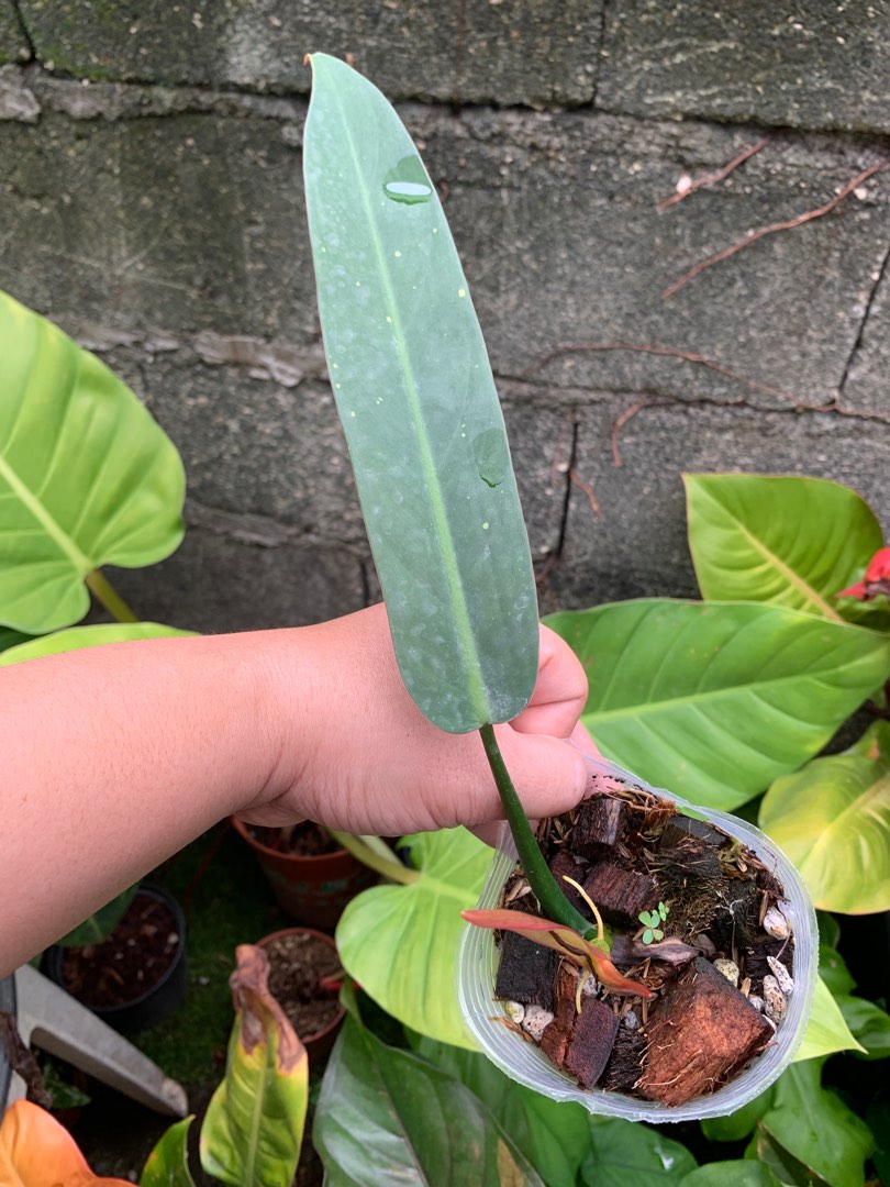 Philodendron Bicolor Very rare on Carousell