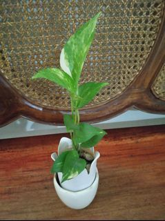 Pothos plant