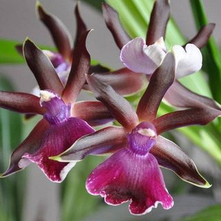 Zygopetalum Louisendorf - strong fragrant