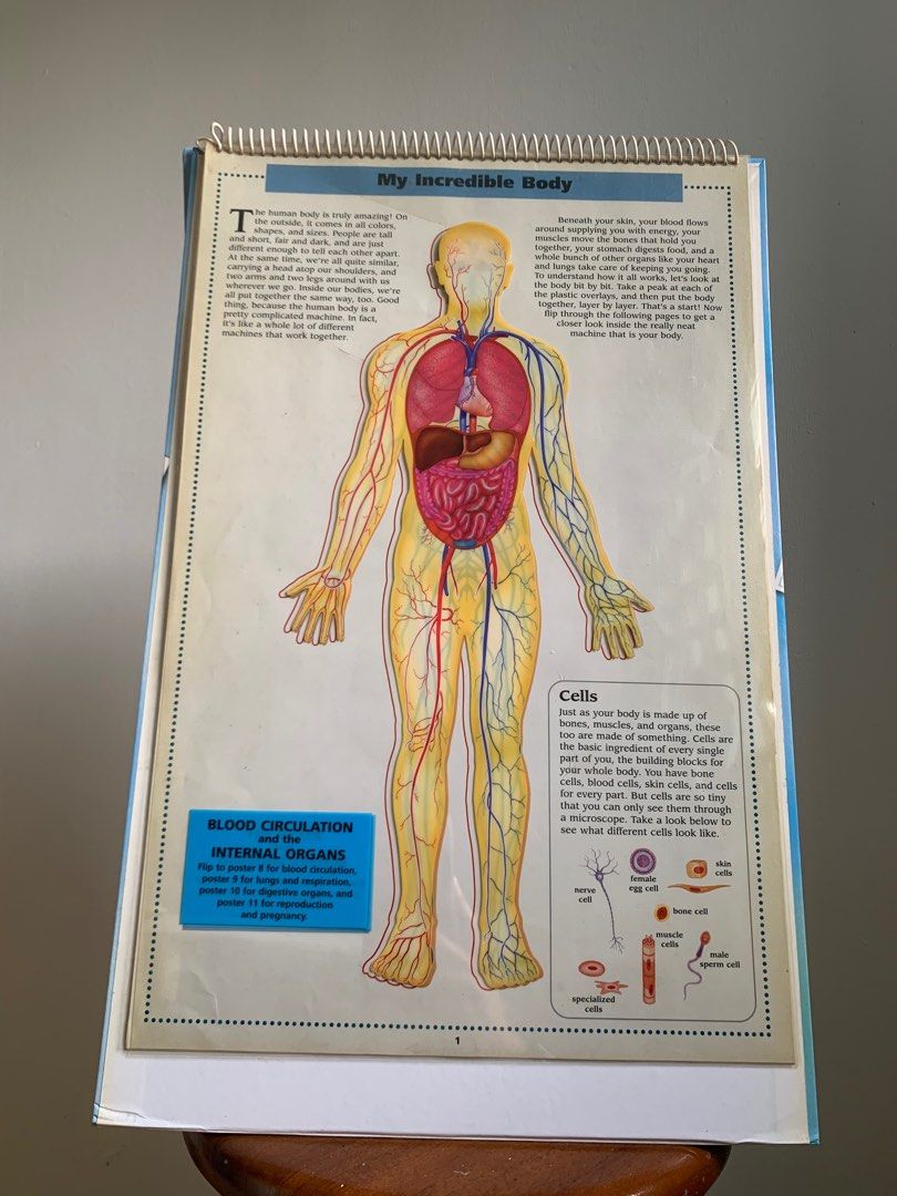 [ Book Easel ] The Incredible Human Body Flip Chart, Hobbies & Toys