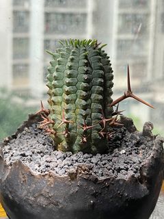 （分類：）位於 。 由 revlo6 提交（商品編號 1243990907，圖片 1）。簡介： 。