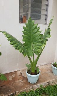 Alocacia elephant ear taro plant potted