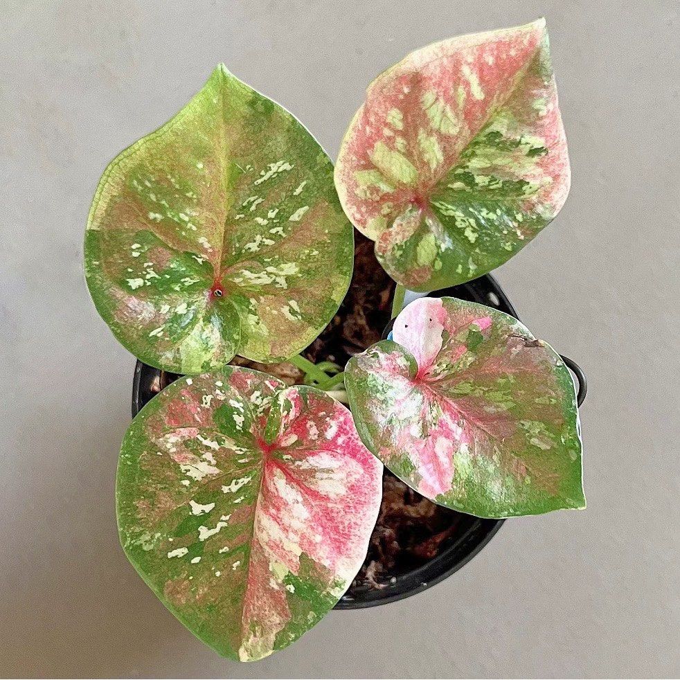 Caladium variegated plant, Furniture & Home Living, Gardening, Plants ...