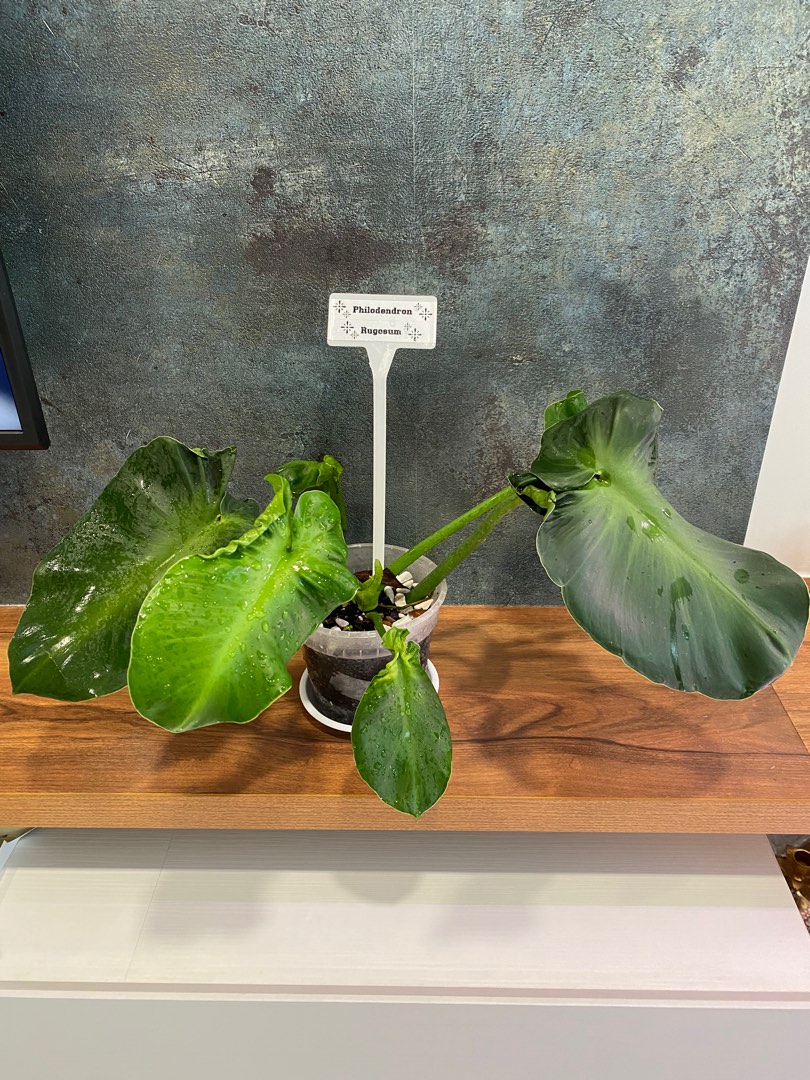 Philodendron Rugosum, Furniture & Home Living, Gardening, Plants ...