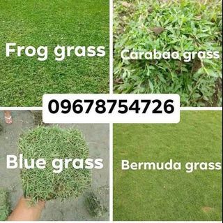 Carabao grass/Frog grass/Bermuda grass etc for sale