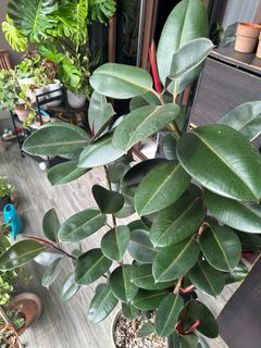 (Category: ) located in . Submitted by lisa497 (Listing ID 1240608174, Image 1). Description: .