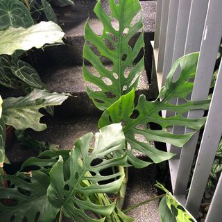 (Category: ) located in . Submitted by tiny_tropicaljungle (Listing ID 1240599843, Image 1). Description: .