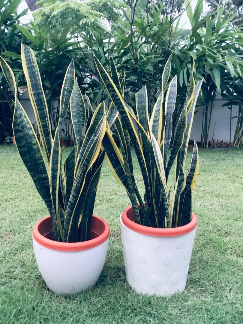 Live Snake Plant Sansevieria Laurentii Potted Plant, 50 OFF