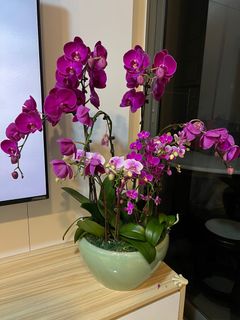 (Category: ) located in . Submitted by le.littlethings (Listing ID 1240709473, Image 1). Description: .