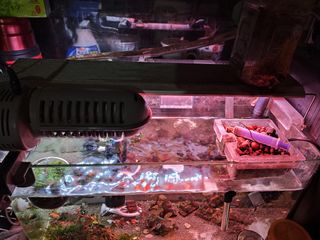 （分類：）位於 。 由 yiu217 提交（商品編號 1240743497，圖片 1）。簡介： 。