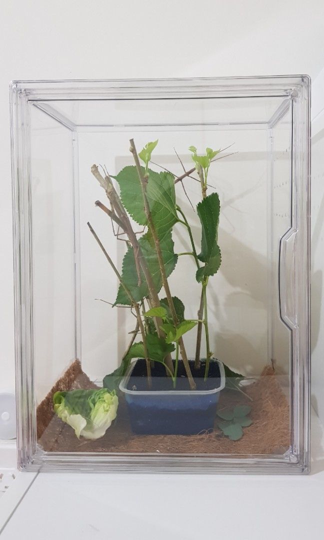 Stick Insect Enclosure Display Tank, Pet Supplies, Homes & Other Pet ...