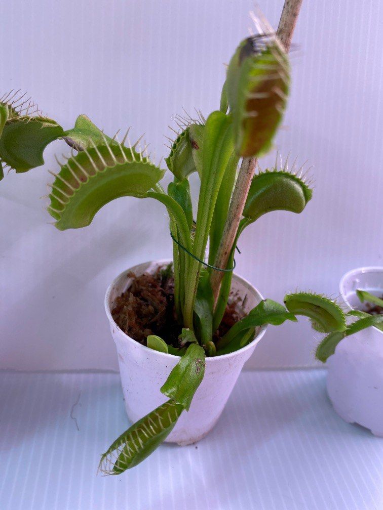 Venus Flytrap (Category: Plants & Seeds) located in Singapore. Submitted by reubentjr (Listing ID 1240676673, Image 2). Description: Mini size venus flytrap would be $6 Medium size venus flytrap would be $8 Big size venus flytrap would be $10.