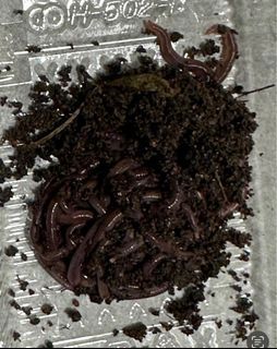 Vermicomposting blue and red worms for fertilizer, fishing n gardening 