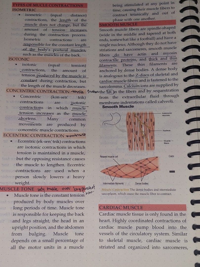 Anatomy and Physiology notes [Seeley's ANAPHY 11th ver], Hobbies & Toys ...