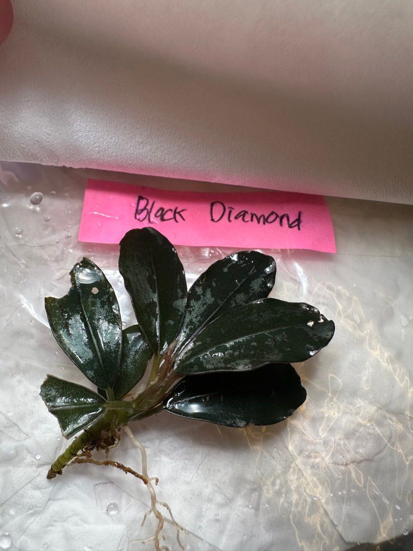 Bucephalandra sp Diamond dust ブセファランドラダイヤモンドダスト、