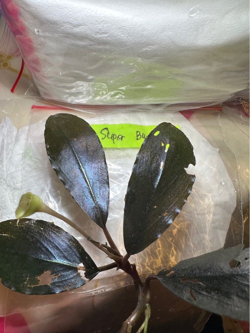 水草 Bucephalandra Gholiat Silver Dark Gray Bucephalandra Gholiat Silver Dark Gray（Bucephalandra