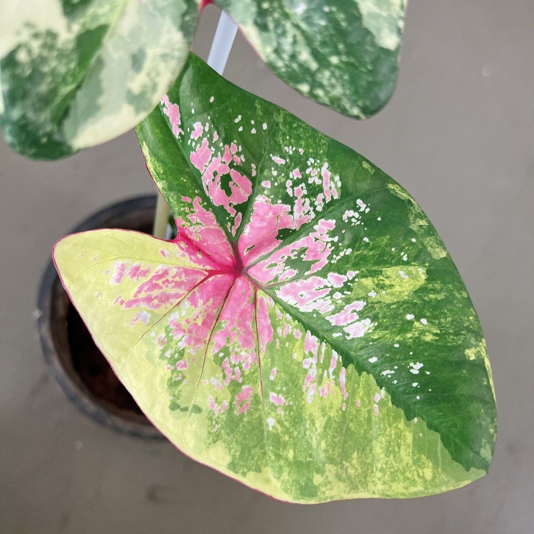 Caladium variegated plant , Furniture & Home Living, Gardening, Plants ...