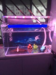 (Category: ) located in . Submitted by lynnabear (Listing ID 1239554591, Image 1). Description: .