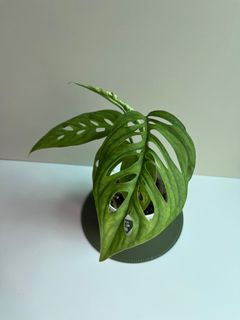 （分類：）位於 。 由 1plant_ 提交（商品編號 1244102472，圖片 1）。簡介： 。