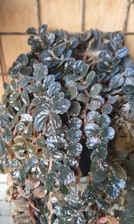 Pellionia  Pulchra PLANTS