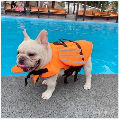 Pug life clearance vest